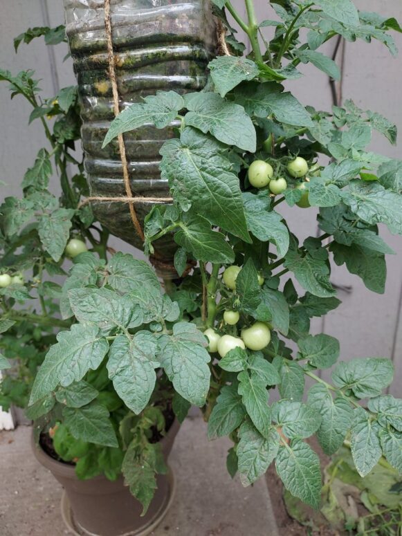 hanging tomato plant